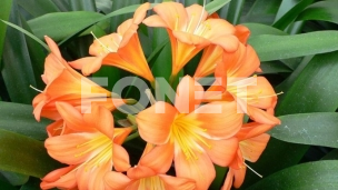 Porast proizvodnje cveća